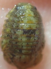 Exosphaeroma planulum