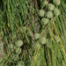 Casuarina equisetifolia equisetifolia - Photo (c) Russell Cumming, some rights reserved (CC BY-NC), uploaded by Russell Cumming