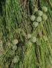 Casuarina equisetifolia equisetifolia - Photo (c) Russell Cumming, some rights reserved (CC BY-NC), uploaded by Russell Cumming