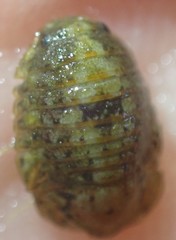 Exosphaeroma planulum