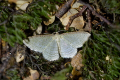 Poecilasthena pulchraria