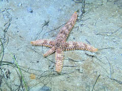 Astrometis sertulifera