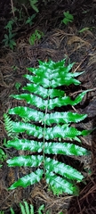 Dryopteris scottii