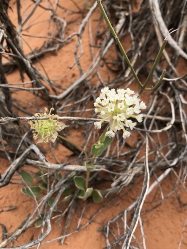 Great Basin Sand Verbena
