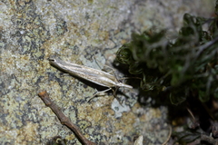 Orocrambus enchophorus