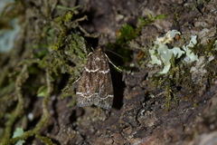 Eudonia leucogramma