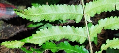 Dryopteris scottii