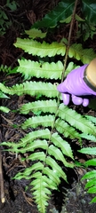 Dryopteris scottii