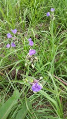 Tradescantia occidentalis