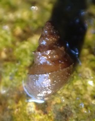 Potamopyrgus estuarinus