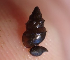 Potamopyrgus estuarinus