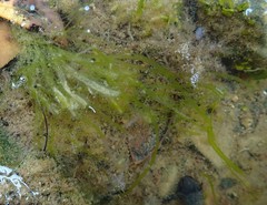 Ulva compressa