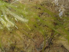 Ulva compressa