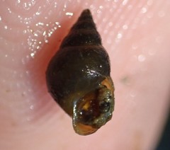 Potamopyrgus estuarinus