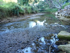 Potamopyrgus estuarinus