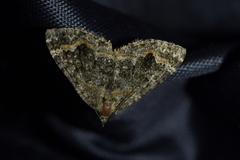 Hydriomena hemizona