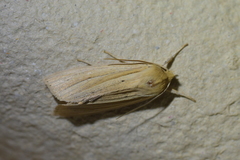 Ichneutica sulcana