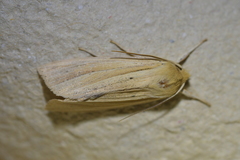 Ichneutica sulcana
