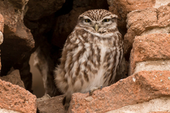 Athene noctua