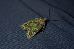 Ichneutica chlorodonta