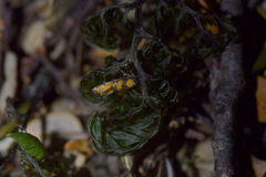 Tingena compsogramma