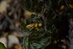 Tingena compsogramma