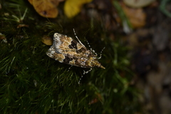 Scoparia ustimacula