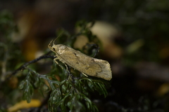 Tingena innotella