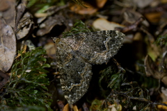 Hydriomena hemizona