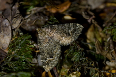 Hydriomena hemizona
