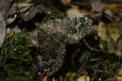 Hydriomena hemizona