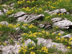 Anthyllis vulneraria alpestris