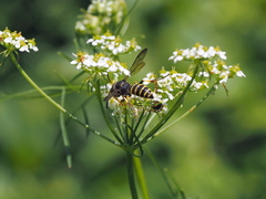Cerceris arenaria