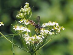 Cerceris arenaria