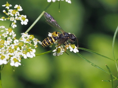 Cerceris arenaria