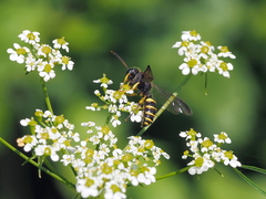Cerceris arenaria