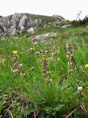 Pedicularis rostratospicata