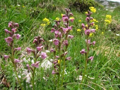 Pedicularis rostratospicata