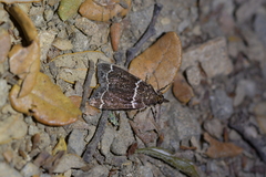 Eudonia leucogramma