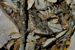 Hydriomena hemizona