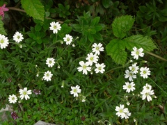Cerastium strictum