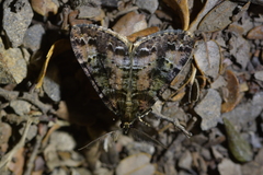 Pseudocoremia productata