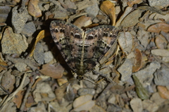 Pseudocoremia productata