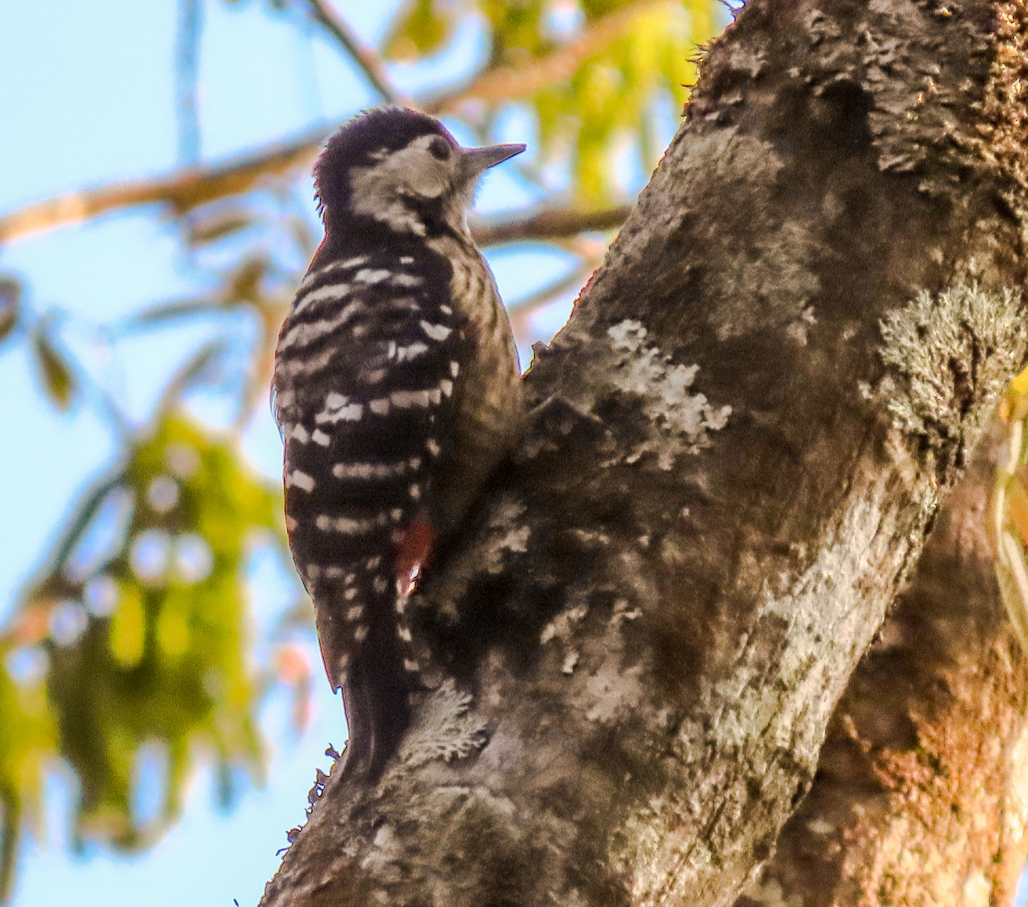 Stripe-breasted Woodpecker