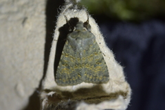 Ichneutica cuneata