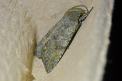 Ichneutica cuneata
