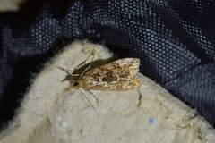 Scoparia ustimacula
