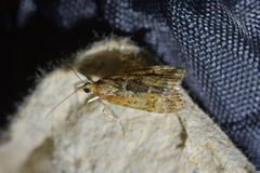 Scoparia ustimacula