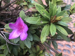 Rhododendron