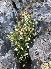Sabulina uralensis